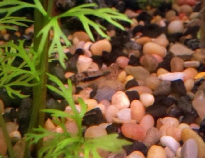 freshwater fish stocking in 39 gallons tank