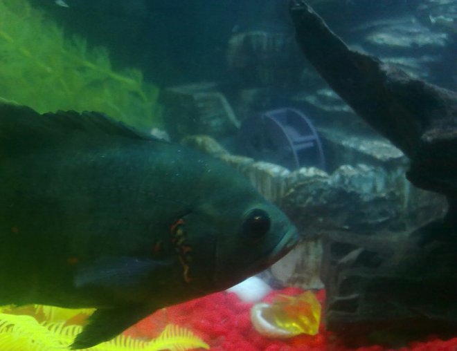 freshwater fish - astronotus ocellatus - oscar stocking in 23 gallons tank - my oscar, sorry for bad res.