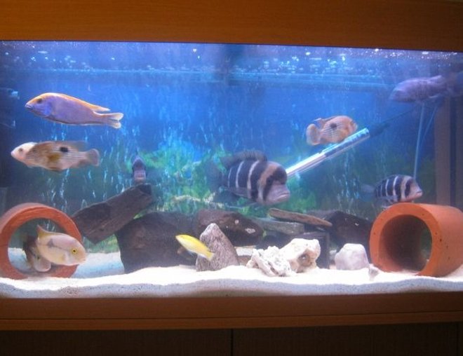 freshwater fish - cyphotilapia frontosa - frontosa cichlid stocking in 50 gallons tank - cichlid tank just started