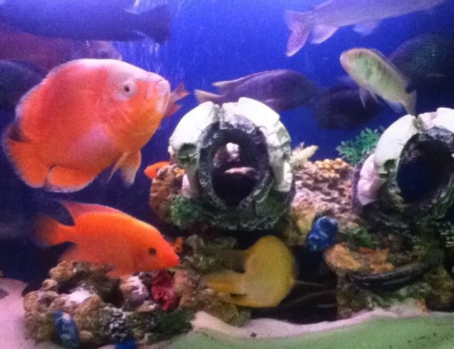 freshwater fish - astronotus ocellatus - tiger oscar, albino stocking in 50 gallons tank