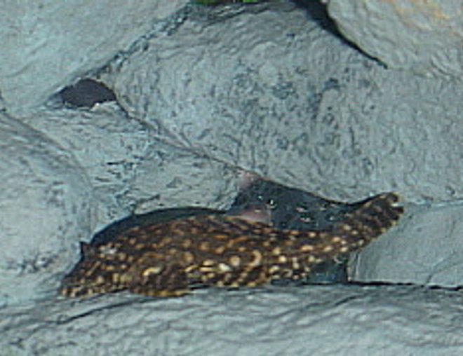 freshwater fish - hifin pleco stocking in 55 gallons tank - HiFin Spotted Pleco