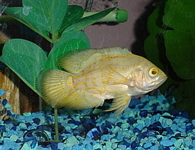 freshwater fish - astronotus ocellatus - albino oscar stocking in 55 gallons tank - Albino Tiger Oscar
