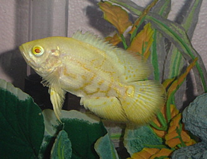 freshwater fish - astronotus ocellatus - albino oscar stocking in 55 gallons tank - Albino Tiger Oscar