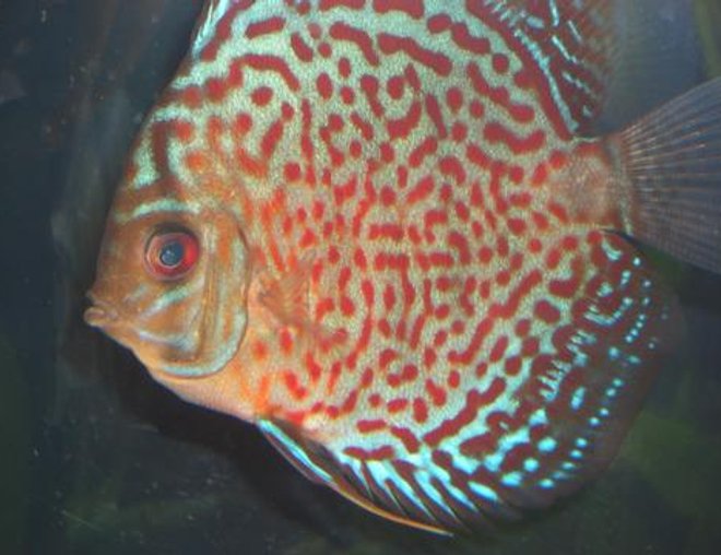 freshwater fish - symphysodon spp. - snakeskin discus stocking in 55 gallons tank - My Lepard Skin Discus