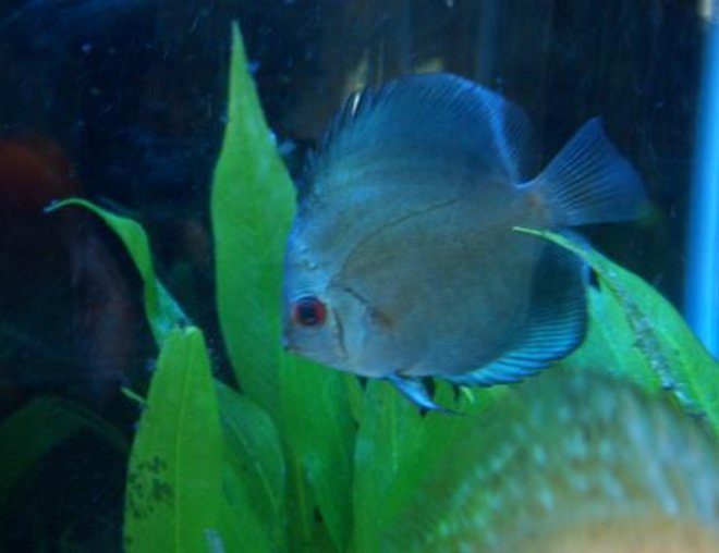 freshwater fish - symphysodon sp. - blue diamond discus stocking in 55 gallons tank - Blue Diamond Discus