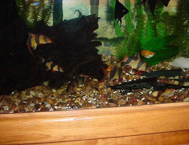 freshwater fish - botia macracantha - clown loach stocking in 125 gallons tank - My Clown Posse