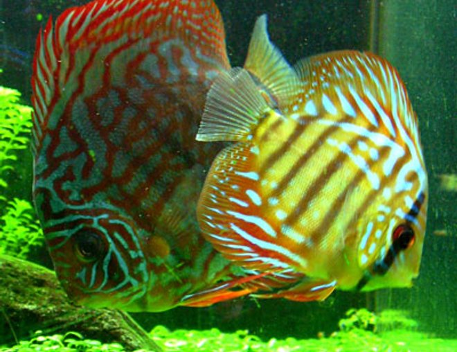 freshwater fish - red spotted green discus stocking in 46 gallons tank - "Tank and Bertha" - Red Spotted Green Discus - 1.5" and 3.5"