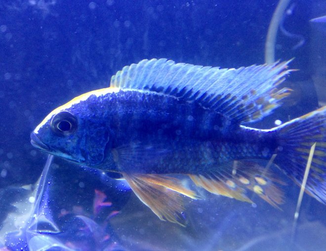 freshwater fish - protomelas spilonotus stocking in 100 gallons tank - my Protomelas spilonotus