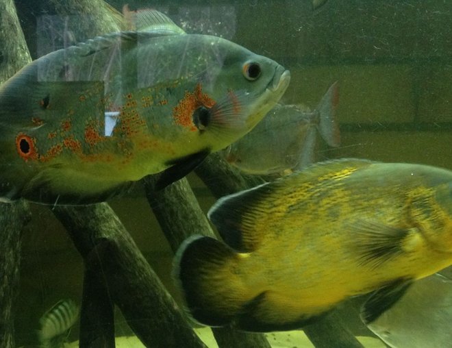 freshwater fish - astronotus ocellatus - tiger oscar stocking in 240 gallons tank - Rusta and Fury