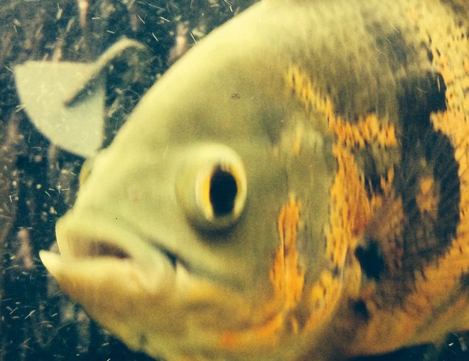 freshwater fish - astronotus ocellatus - tiger oscar stocking in 125 gallons tank - 1 of the oscars