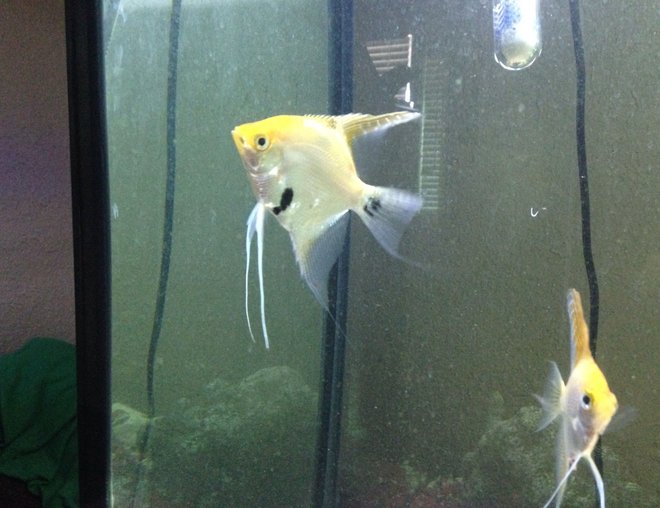 freshwater fish stocking in 60 gallons tank - 60 gal freshwater