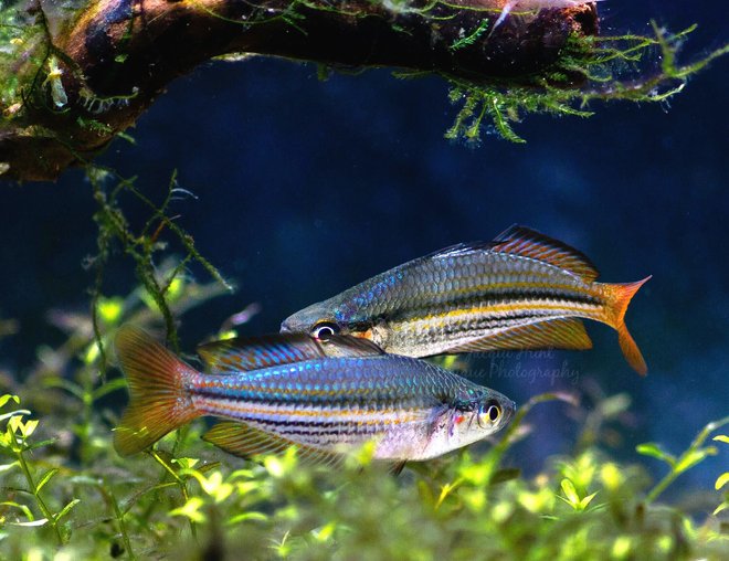 freshwater fish stocking in 55 gallons tank - M.austalis