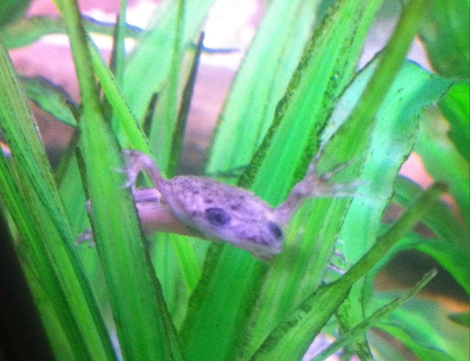 freshwater fish stocking in 40 gallons tank - African Dwarf Frog