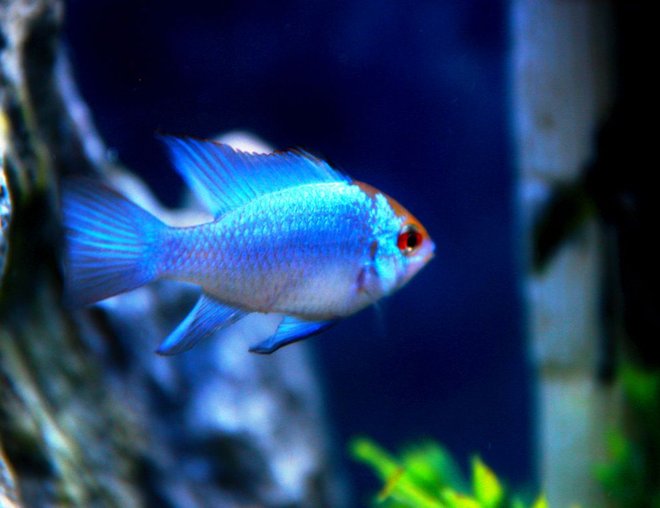 freshwater fish stocking in 52 gallons tank - Electric Blues!!