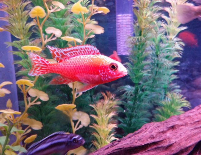 freshwater fish stocking in 37 gallons tank - Dragon Blood Cichlid