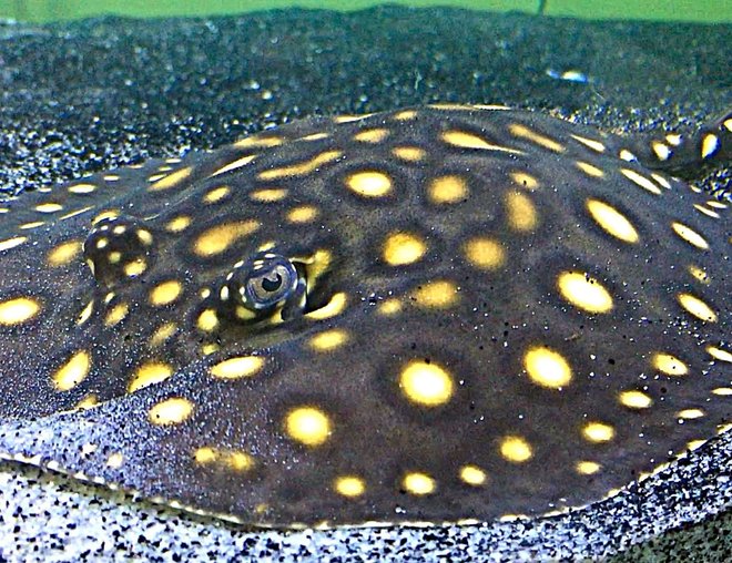 freshwater fish stocking in 100 gallons tank - Bobby Lupo; Black Diamond Motoro Hybrid