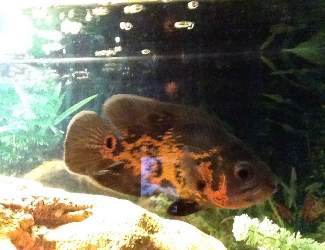 freshwater fish stocking in 55 gallons tank - My Oscar