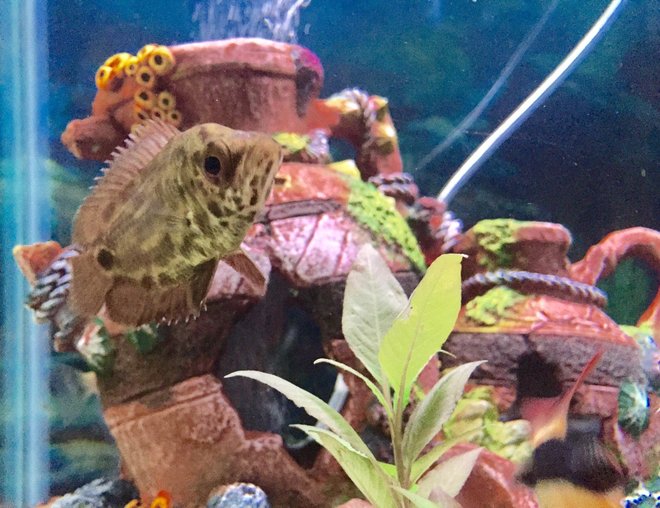 freshwater fish stocking in 100 gallons tank - My spotted African leaf fish