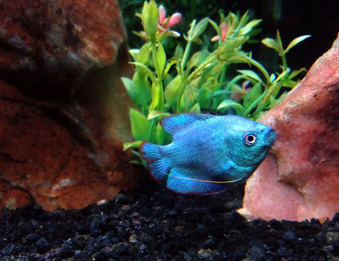 freshwater fish stocking in 40 gallons tank - Lucky (Powder Blue Dwarf Gourami)