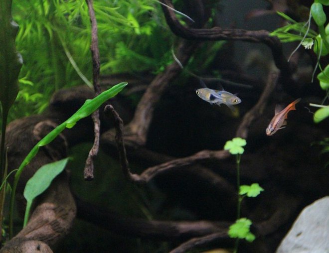 freshwater fish stocking in 15 gallons tank - fish