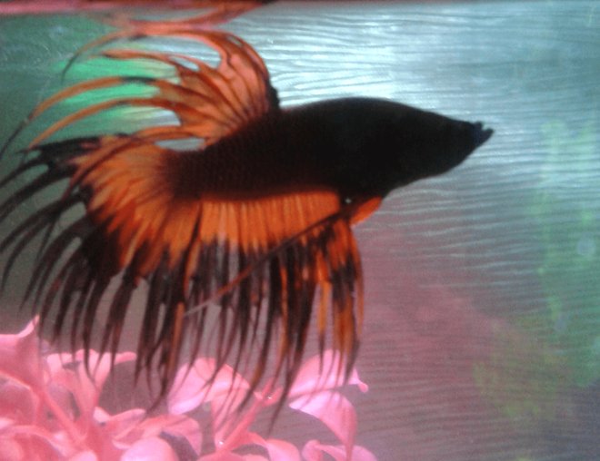 freshwater fish stocking in 15 gallons tank - Crowntail Betta "Scarlet"