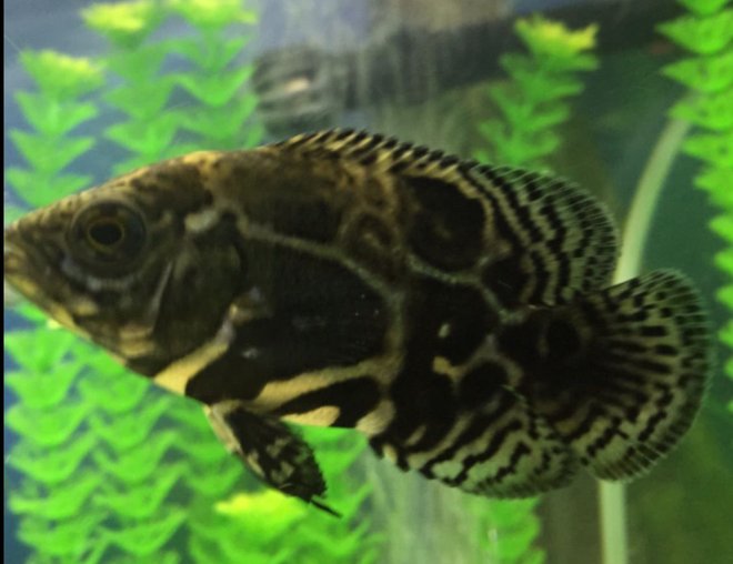 freshwater fish stocking in 55 gallons tank - Oscar