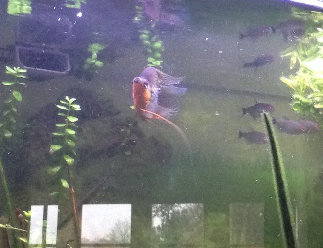 freshwater fish stocking in 23 gallons tank - Balloon pearl gourami