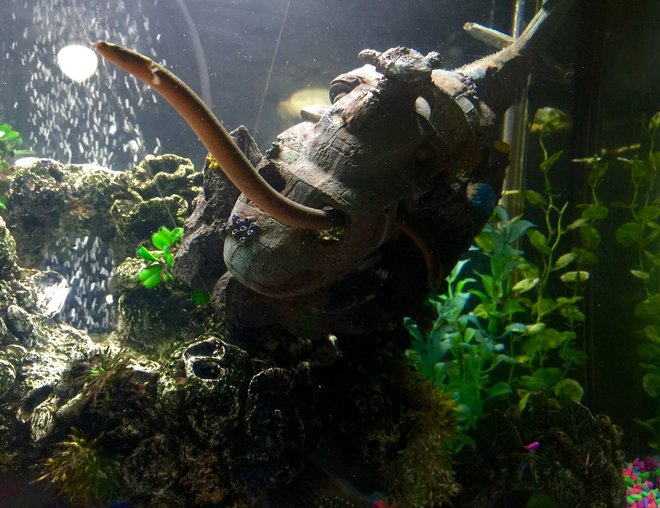 freshwater fish stocking in 50 gallons tank - Rope Fish