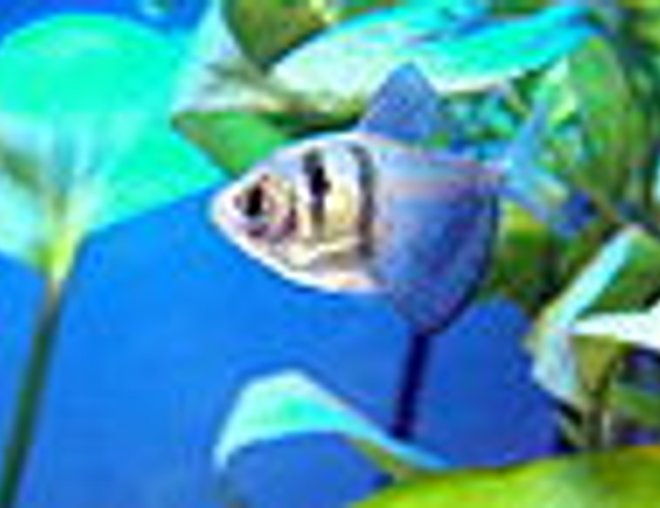 freshwater fish stocking in 55 gallons tank - this is my black tetra.he is a male.he is also very playfull