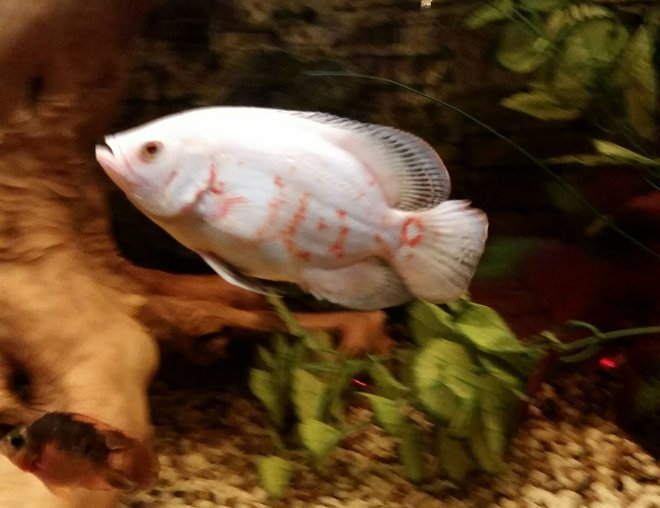 freshwater fish stocking in 80 gallons tank - albino oscar the boss of the tank