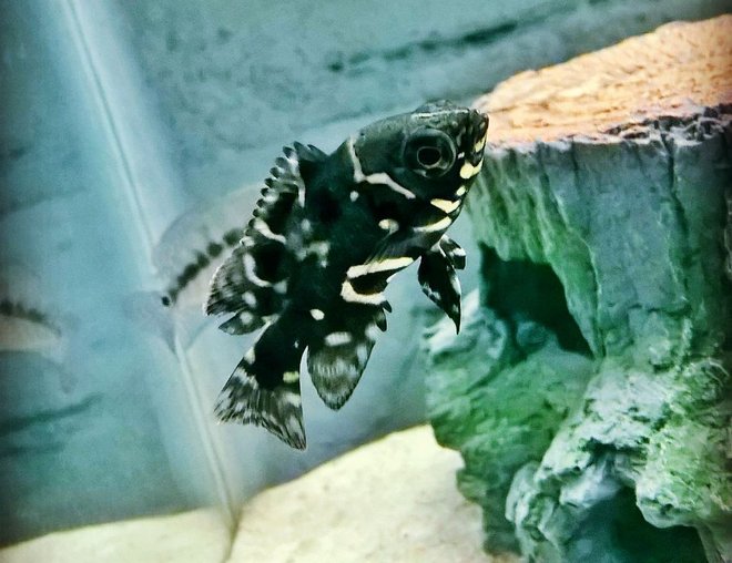 freshwater fish stocking in 125 gallons tank - Baby Tiger Oscar