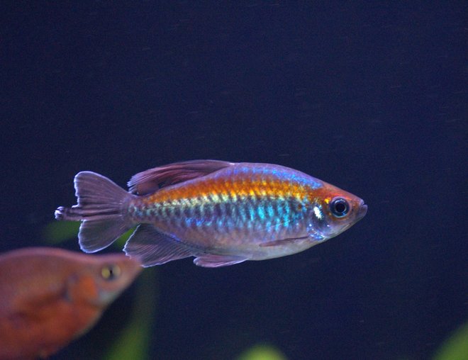 freshwater fish stocking in 55 gallons tank - Medium Congo Tetra. No Flash