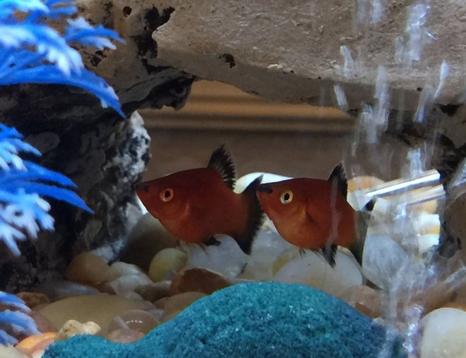 freshwater fish stocking in 36 gallons tank - In a cave