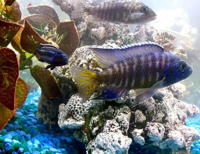 freshwater fish stocking in 50 gallons tank - Nagara Flametail