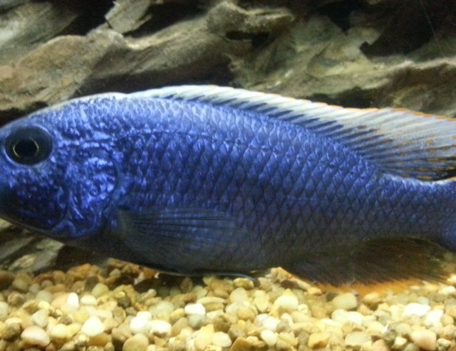 freshwater fish stocking in 60 gallons tank - Electric blue Hap. Ali