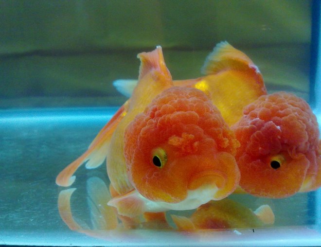 freshwater fish stocking in 30 gallons tank - Oranda Goldfish with True Lionhead
