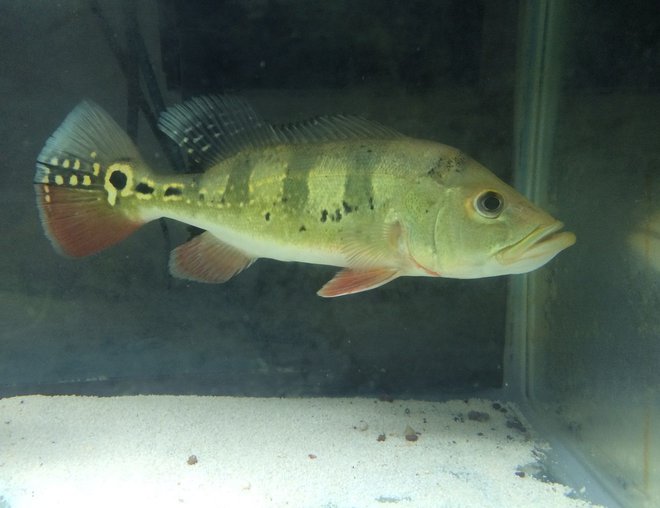 freshwater fish stocking in 55 gallons tank - peacock bass