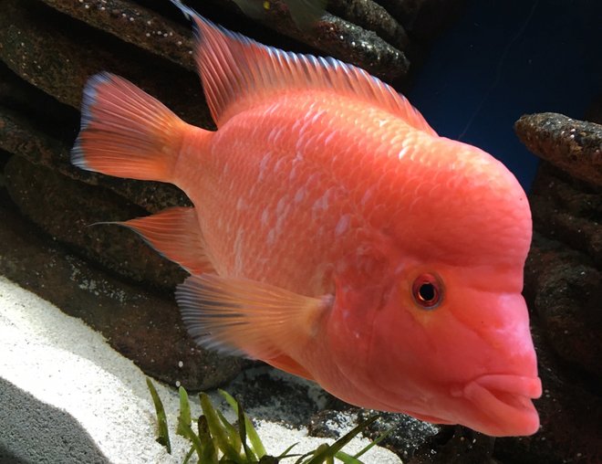 freshwater fish stocking in 75 gallons tank - Red devil cichlid