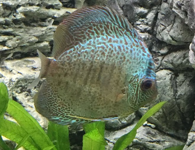 freshwater fish stocking in 55 gallons tank - Medium Blue Snakeskin Discus