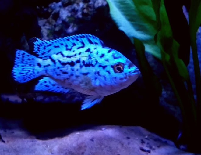 freshwater fish stocking in 90 gallons tank - Electric blue jack dempsey