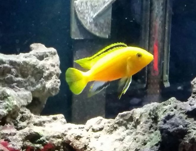 freshwater fish stocking in 29 gallons tank - George,  3.25" dominate male