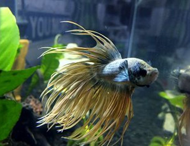 freshwater fish stocking in 150 gallons tank - Sir Lancelot