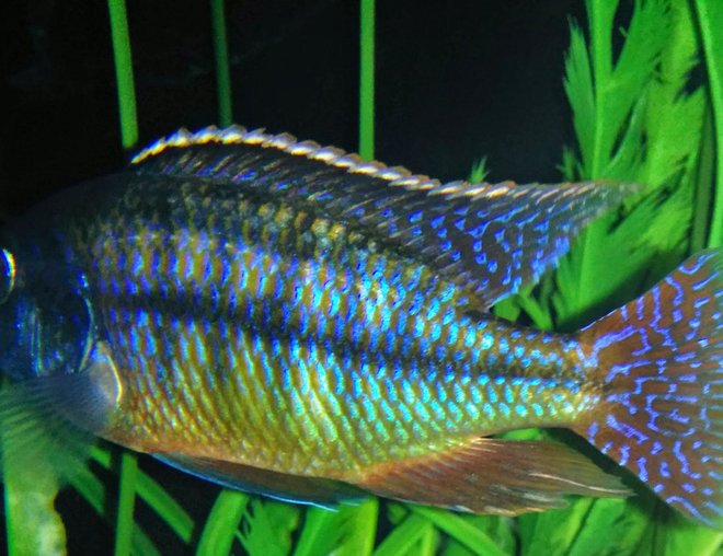 freshwater fish stocking in 90 gallons tank - Red empress