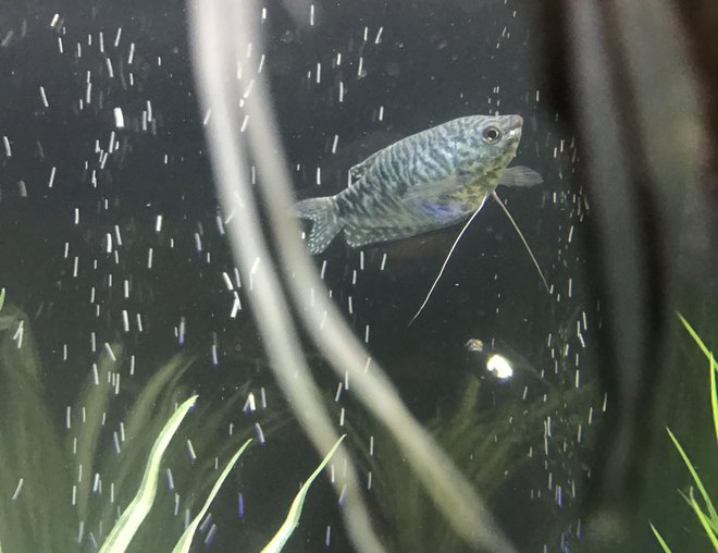 freshwater fish stocking in 29 gallons tank - Gourami and an angel.