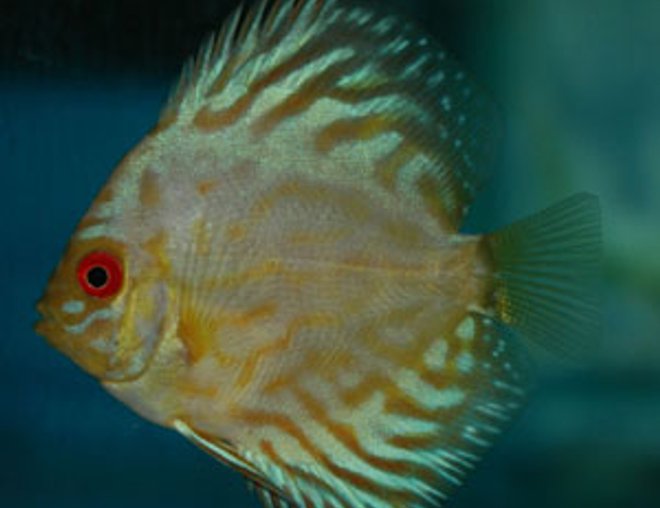 freshwater fish - symphysodon spp. - snakeskin discus stocking in 250 gallons tank - Discus