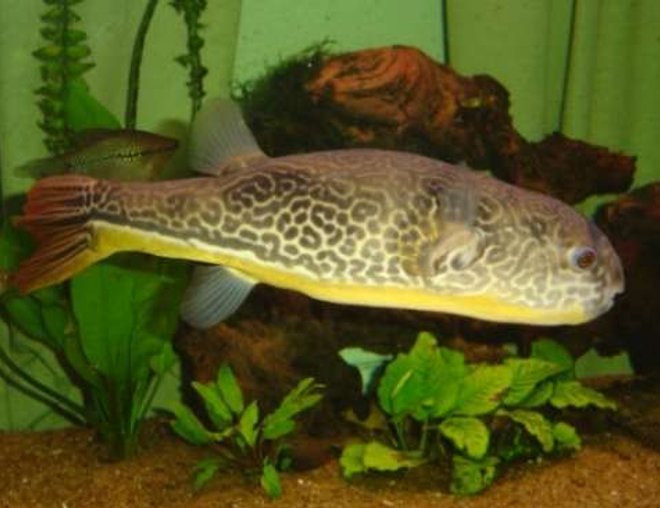 freshwater fish - tetraodon leiurus - target puffer stocking in 95 gallons tank - Here's Clooney my Mbu puffer.  He's 3 years old and roughly 17inches long!!  He's very placid and shares the tank happily with the other fish :)