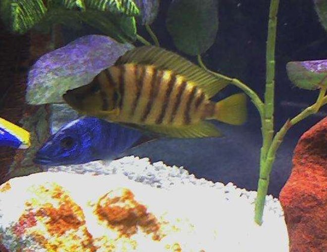 freshwater fish - altolamprologus compressicep - gold head compressicep cichlid stocking in 46 gallons tank - Caught in the wild, Lamp Compressiceps