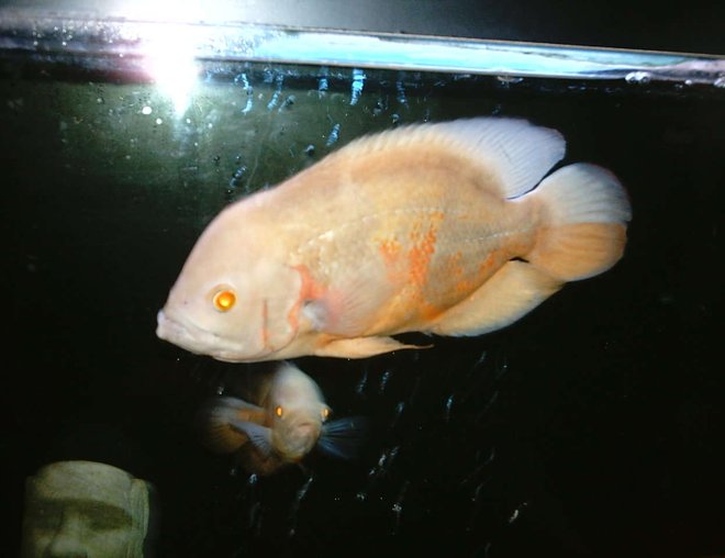 freshwater fish - astronotus ocellatus - albino oscar stocking in 66 gallons tank - My 10.5" albino oscar