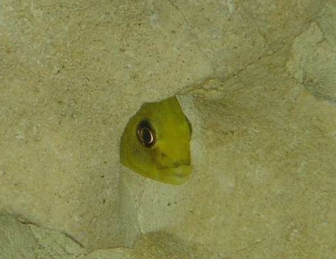 freshwater fish stocking in 55 gallons tank - I SEE YOU!!!!