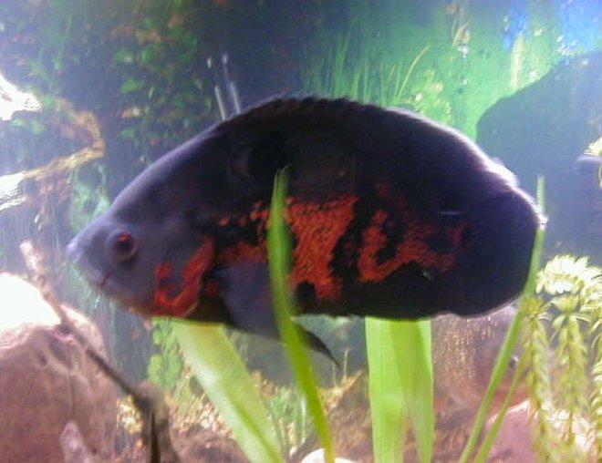 freshwater fish - astronotus ocellatus - tiger oscar stocking in 72 gallons tank - oscar